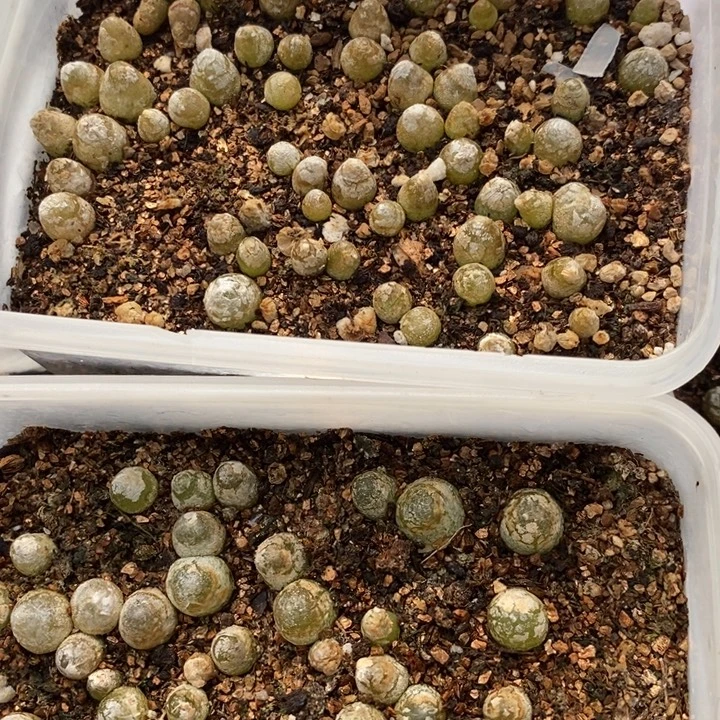 1421灯泡2盒一组。