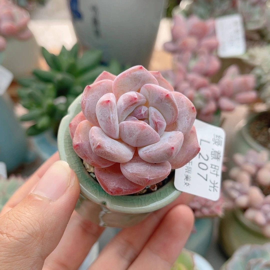 207 星影 带陶瓷盆发货 一物一拍