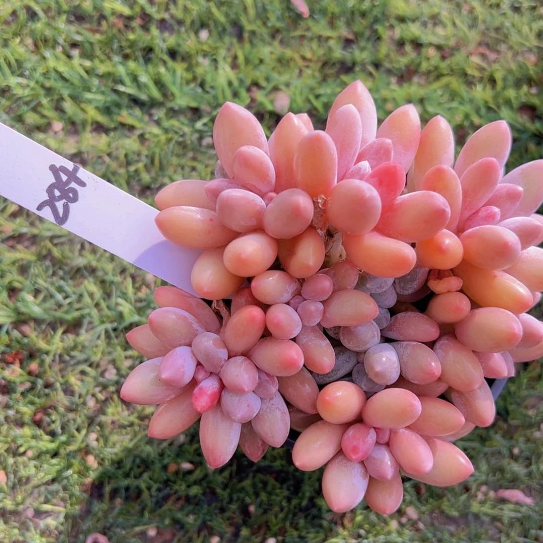 香玉的故事是一个人的故事吗