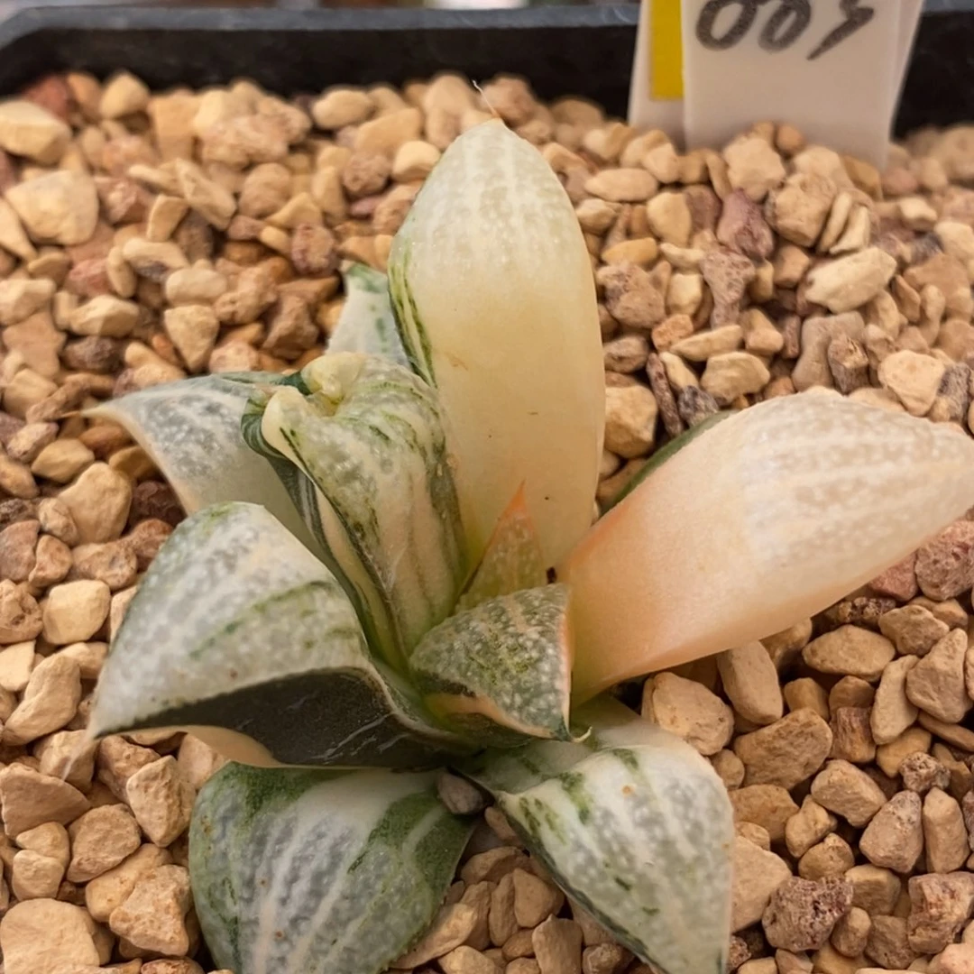 417GM452青蟹多肉植物