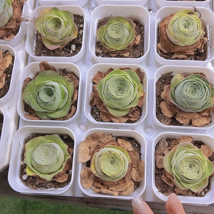 寿桃3盆19包邮多肉植物