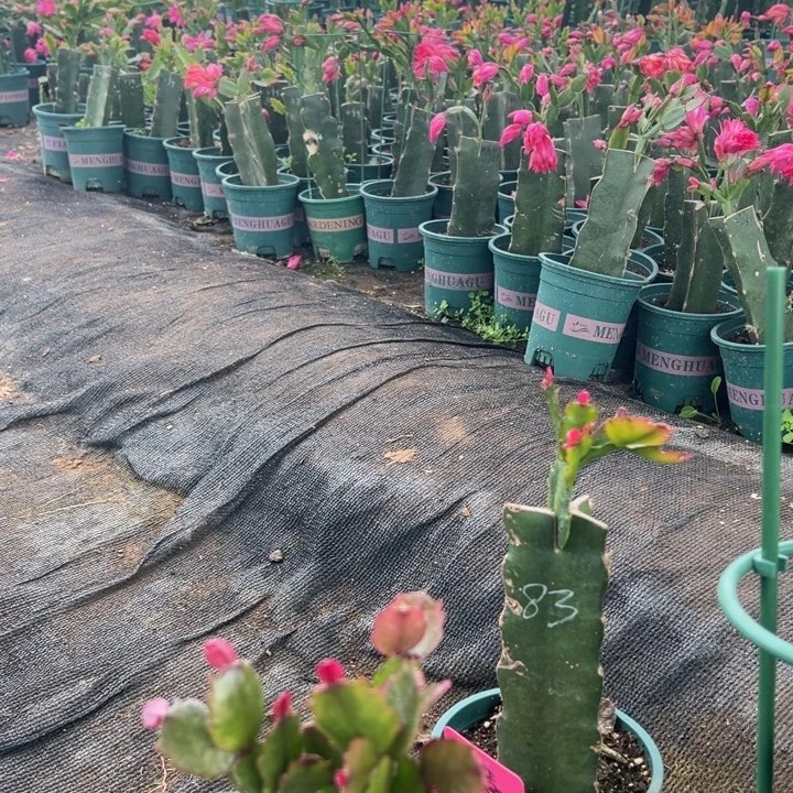 ****࿐18号037黄色花多0000000