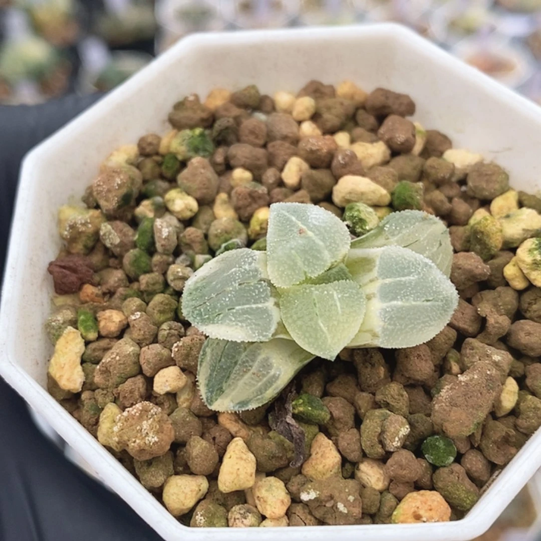 磨面十二卷多肉植物