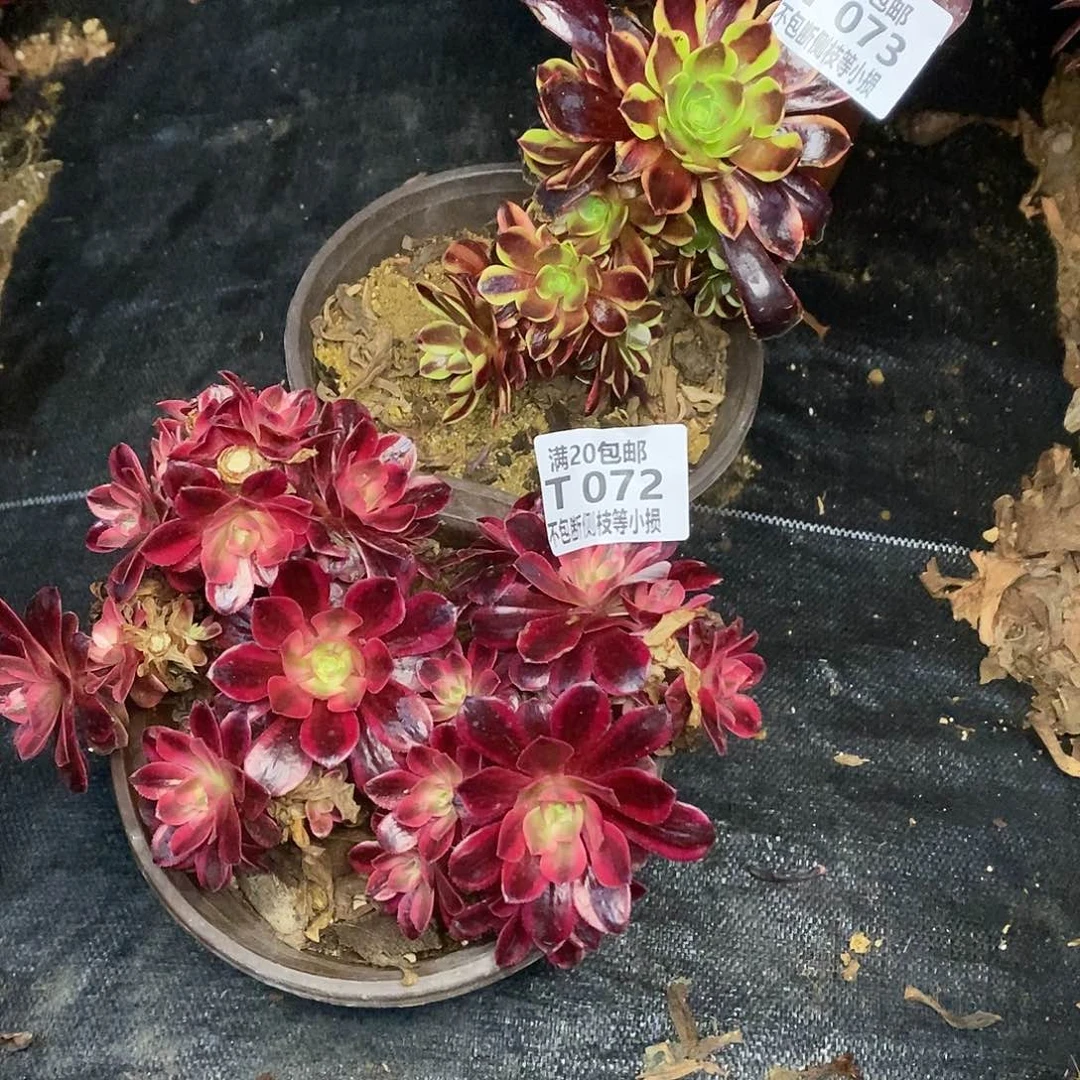 072073美杜莎欧佳丽有砍朵朵多肉