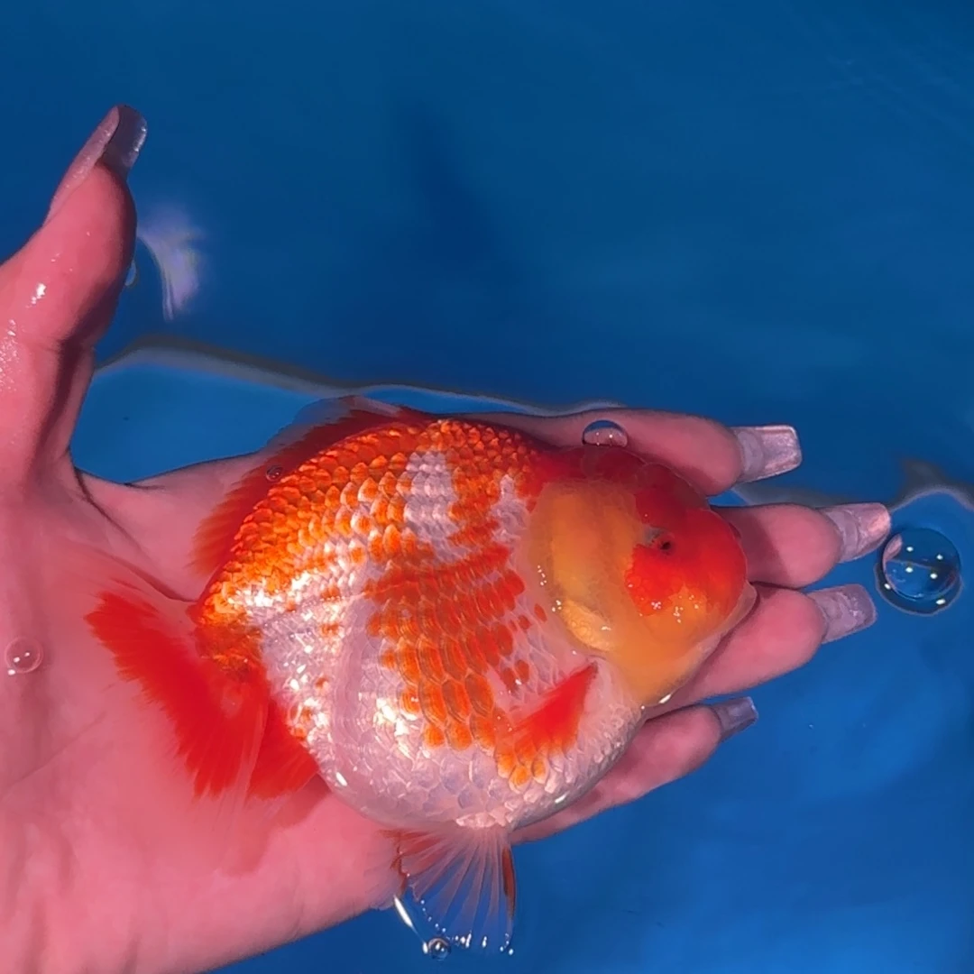 金鱼亚成红白短尾将军狮子