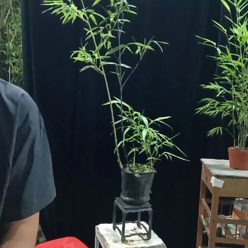 完全开放紫竹紫竹