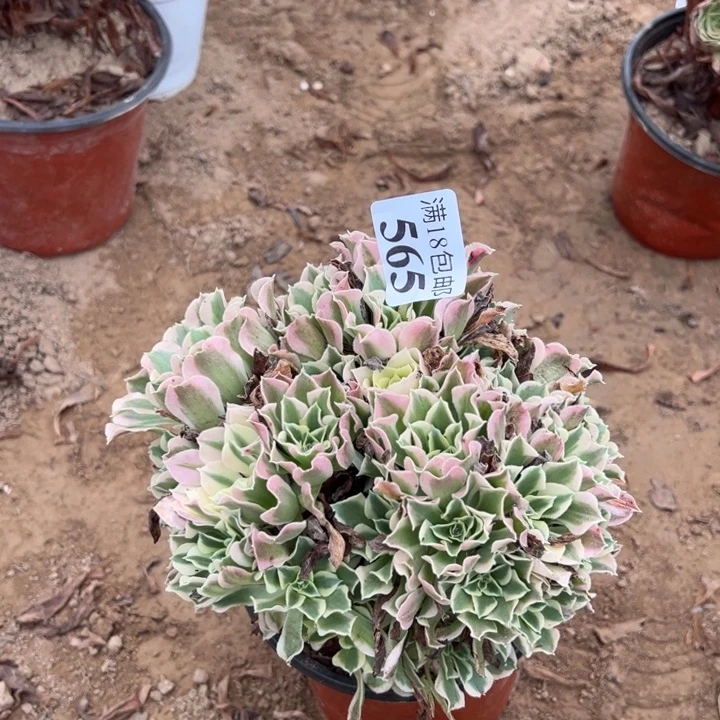 565白凤绣球2号棚