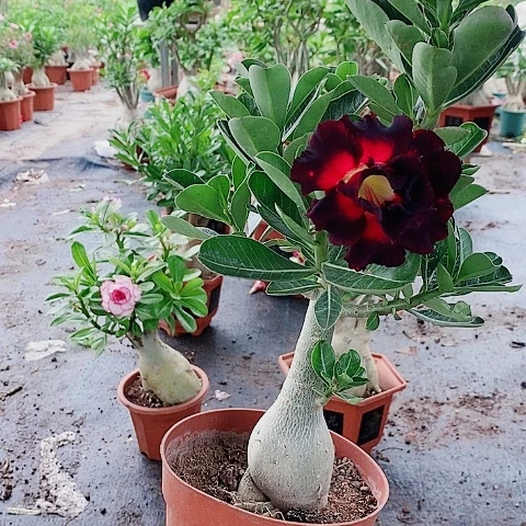 【闪购商品】无花朵小****龙