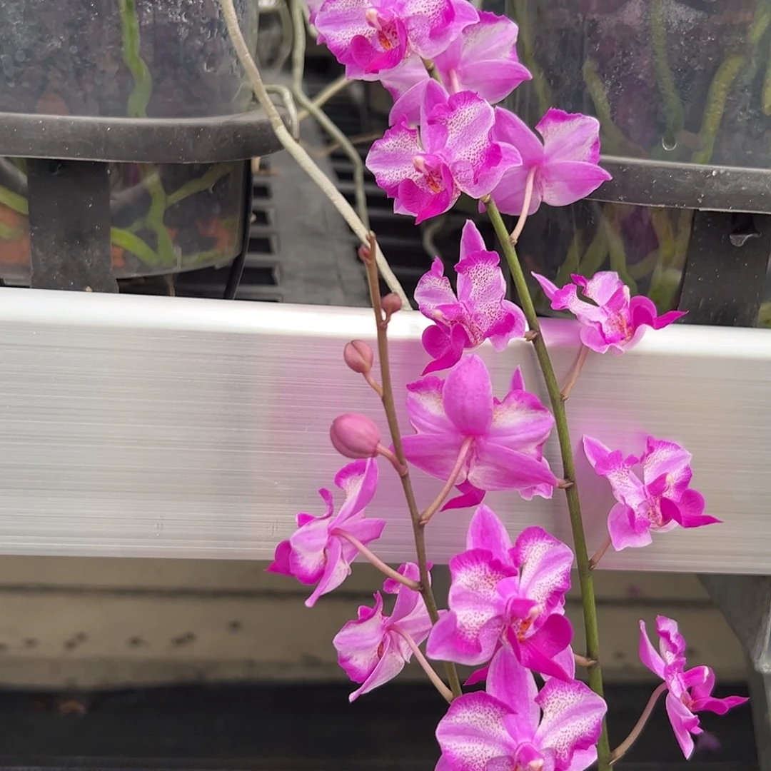 先***楼当前无花朵，栽培后可花朵