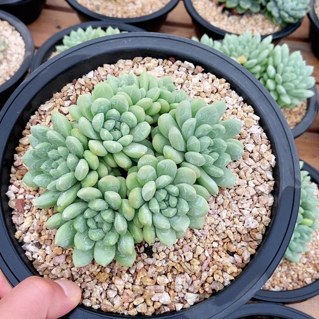 【闪购商品】群百搭翡翠