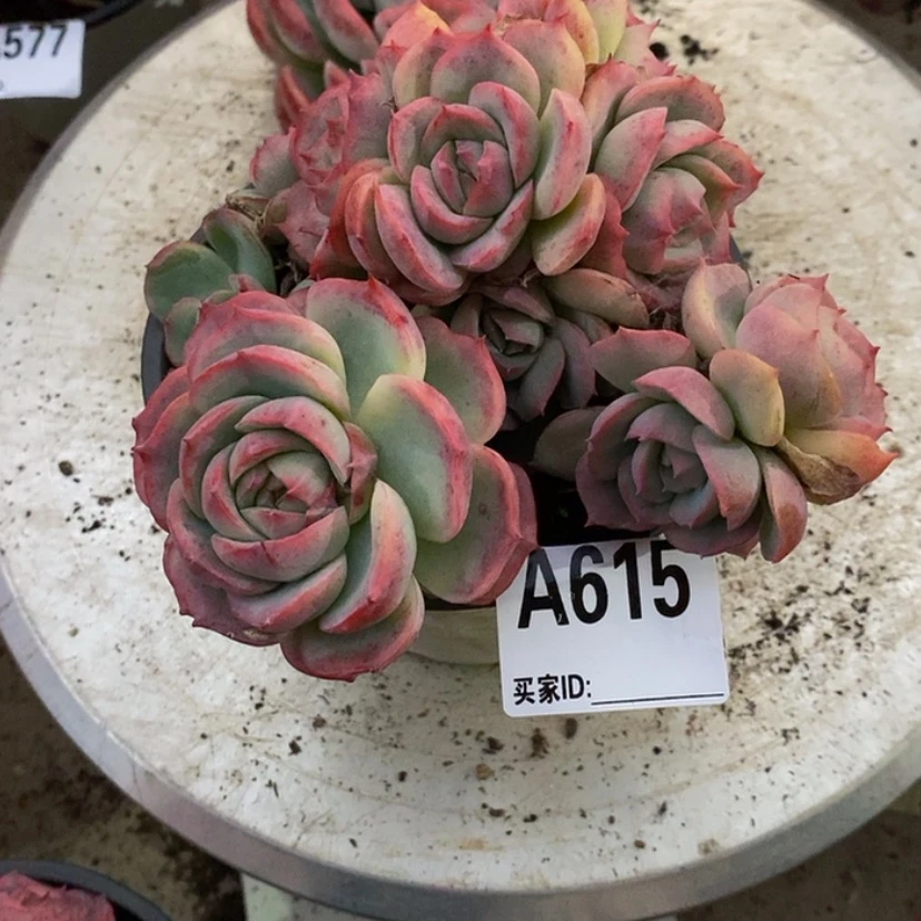 【闪购商品】黄*茜多肉植物