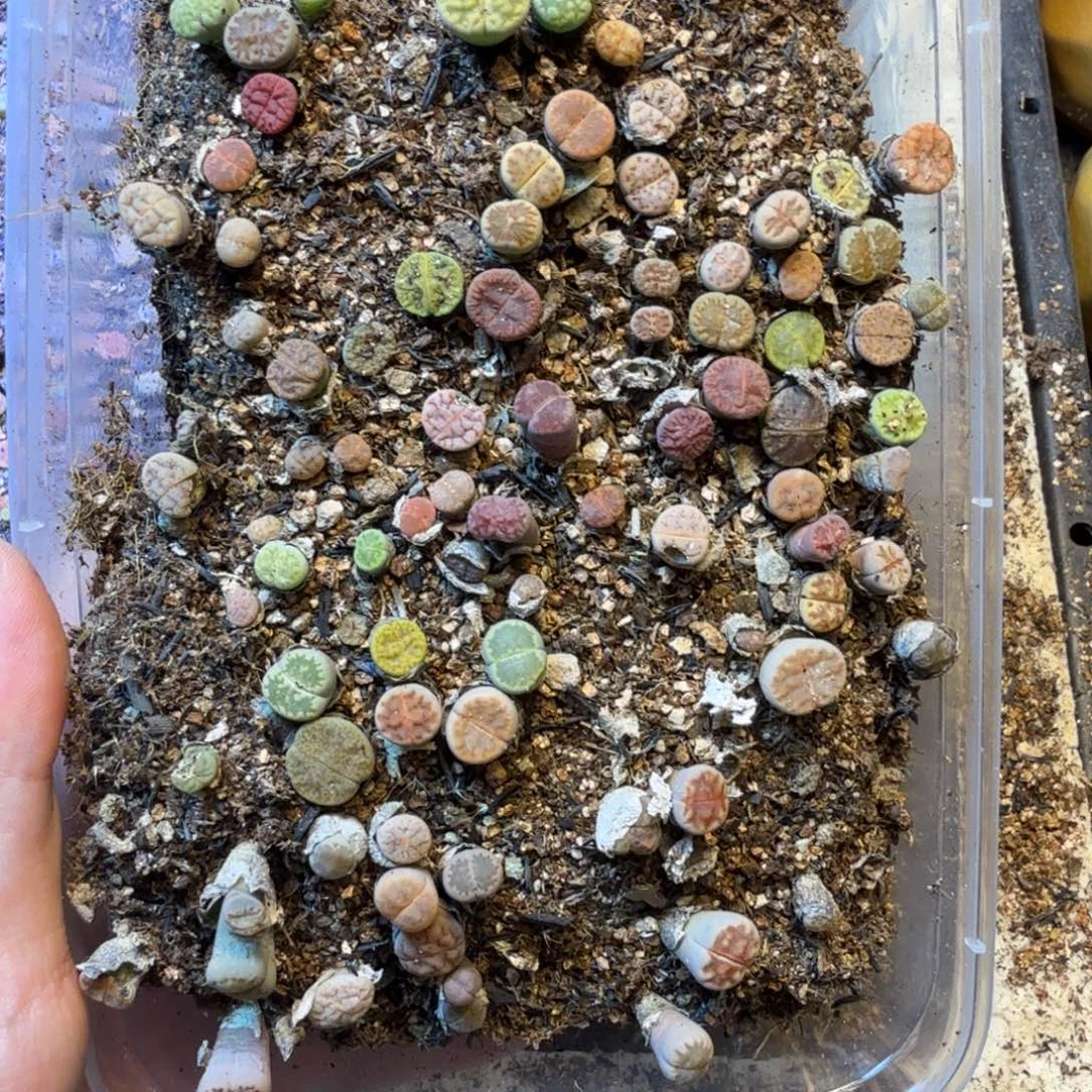 周***文多肉植物的生长发育15