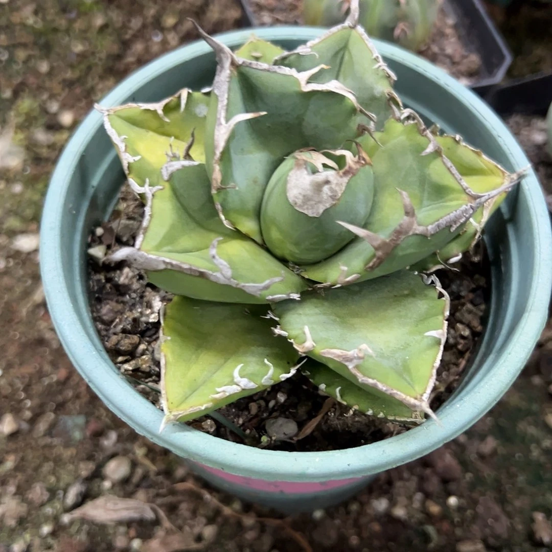 南非的砖石立可白植物
