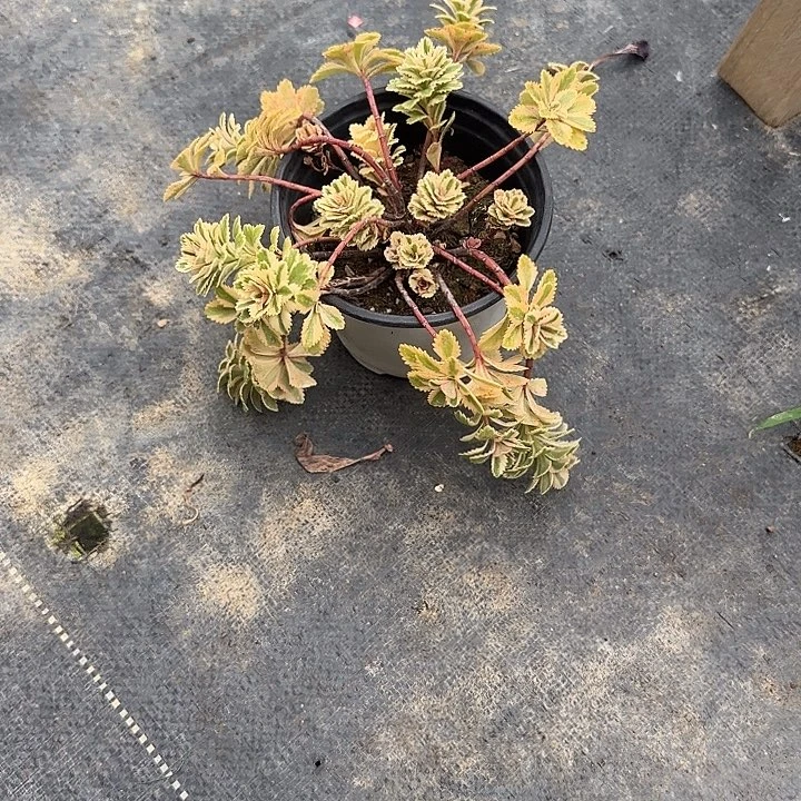 ****幻法师多肉植物亚特兰