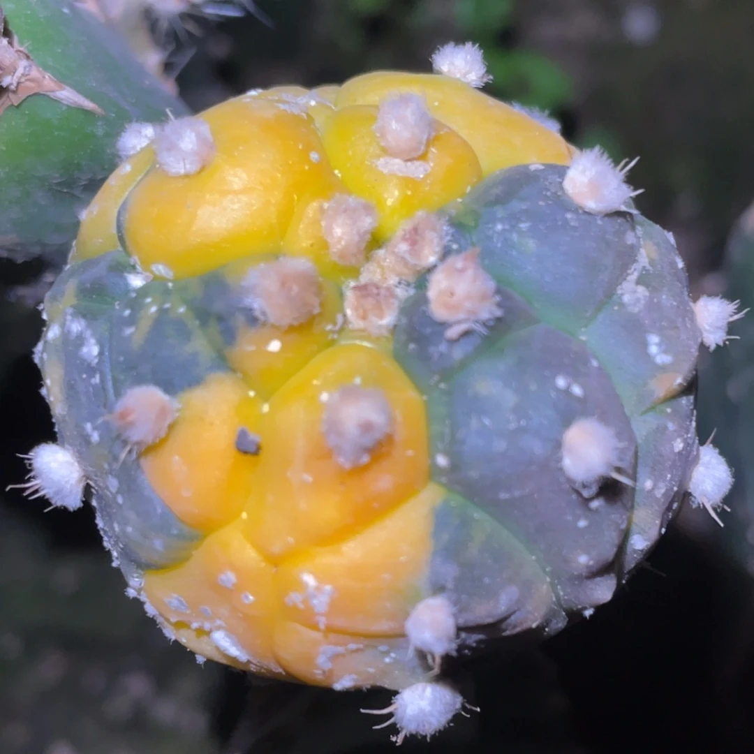 无花朵乳突龟甲兜锦969