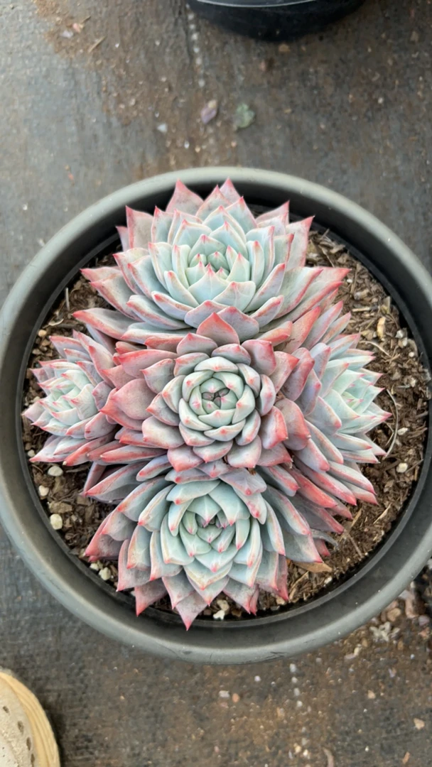 多肉群生粉蓝鸟（整桩整群）