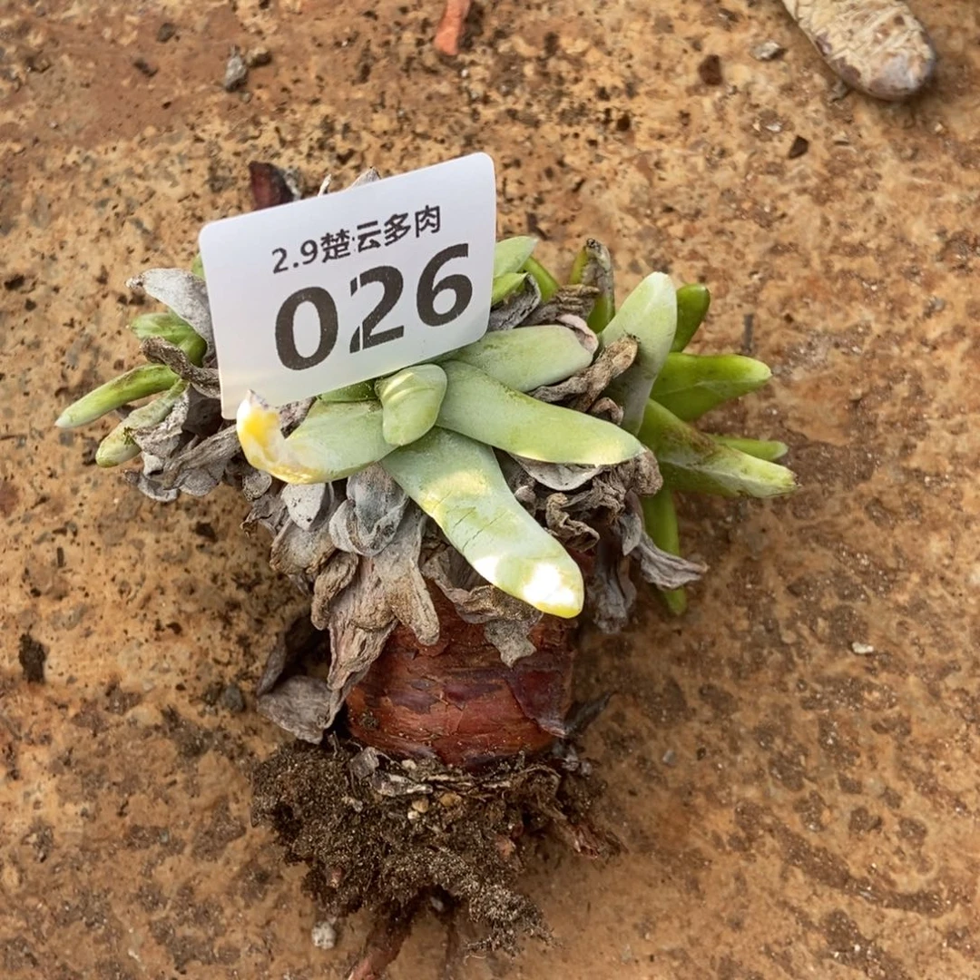 026处理多肉植物