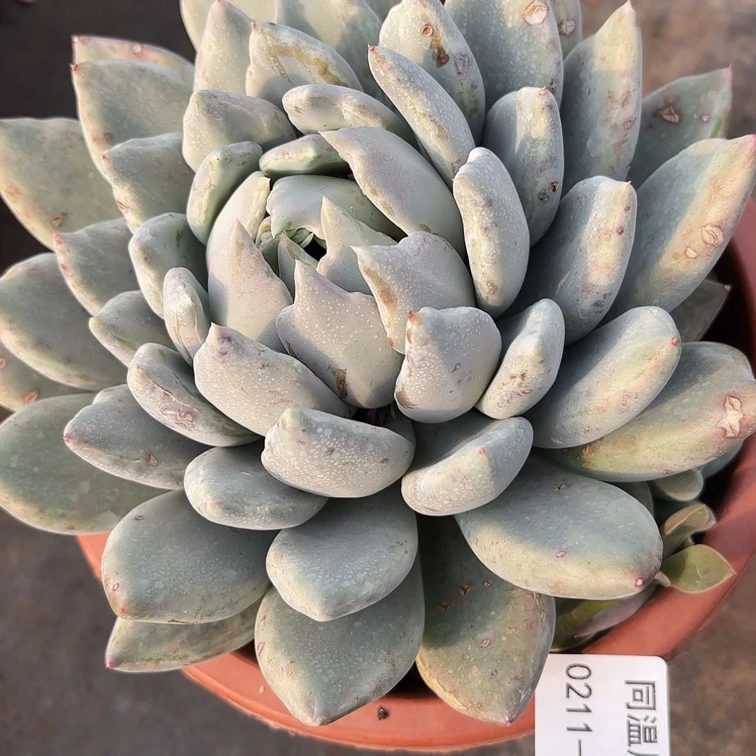 同温层多肉105三色堇