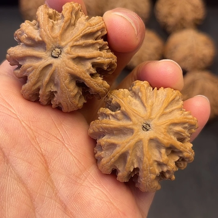 核桃秦岭突突突突突突突