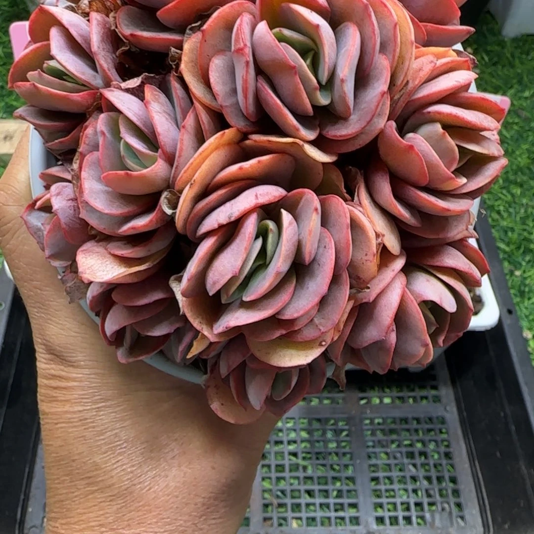 锦安精品多肉植物265