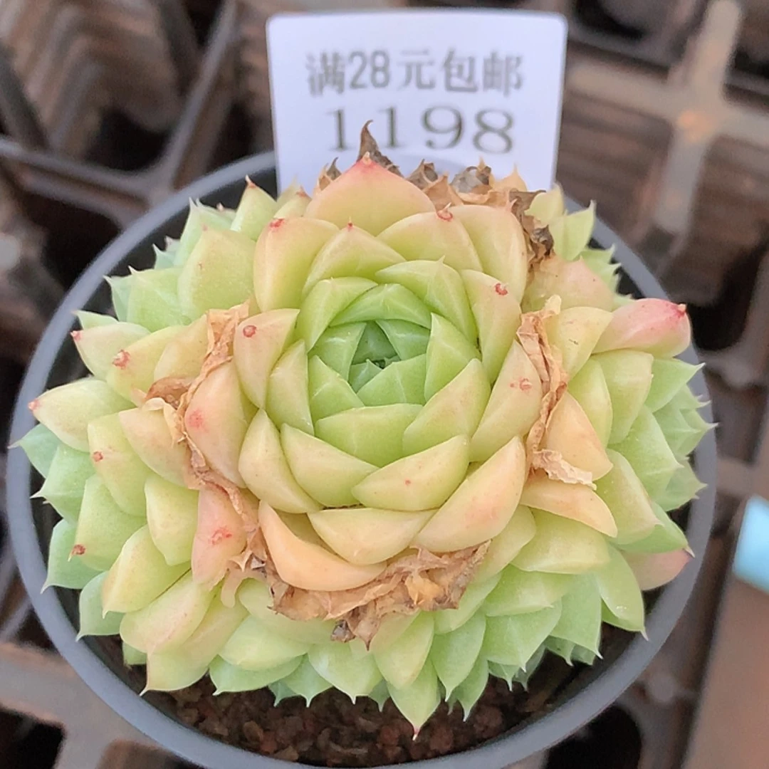 【闪购商品】云1198