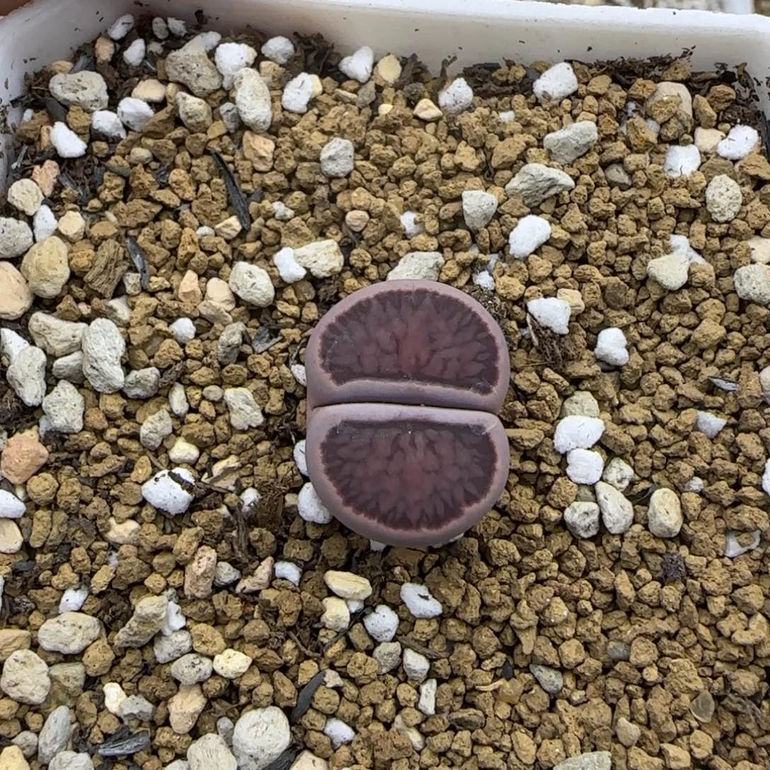 紫菊母本大棚直播30包邮