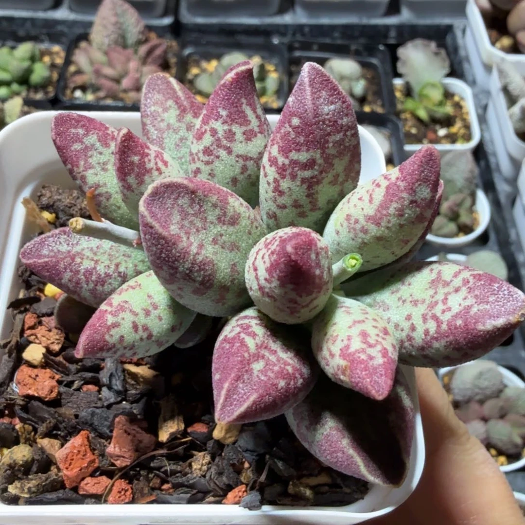 花斑鹿老桩 满68包邮