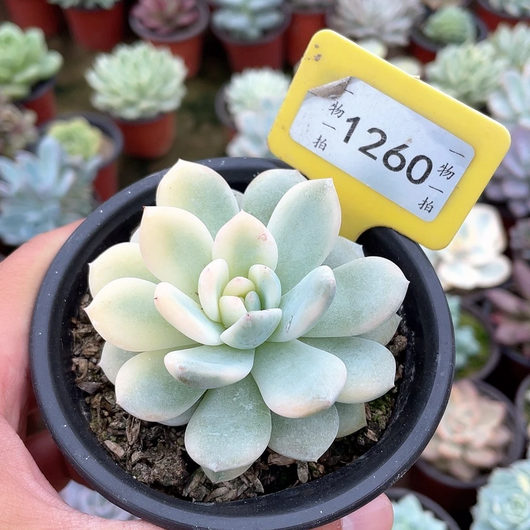 彩***糖1260号多肉植物盆栽