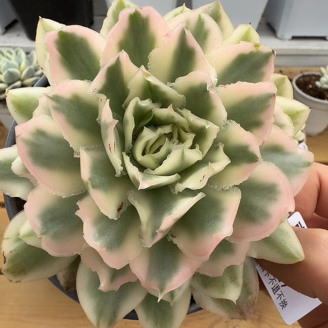 紫蝴蝶锦11111109-129