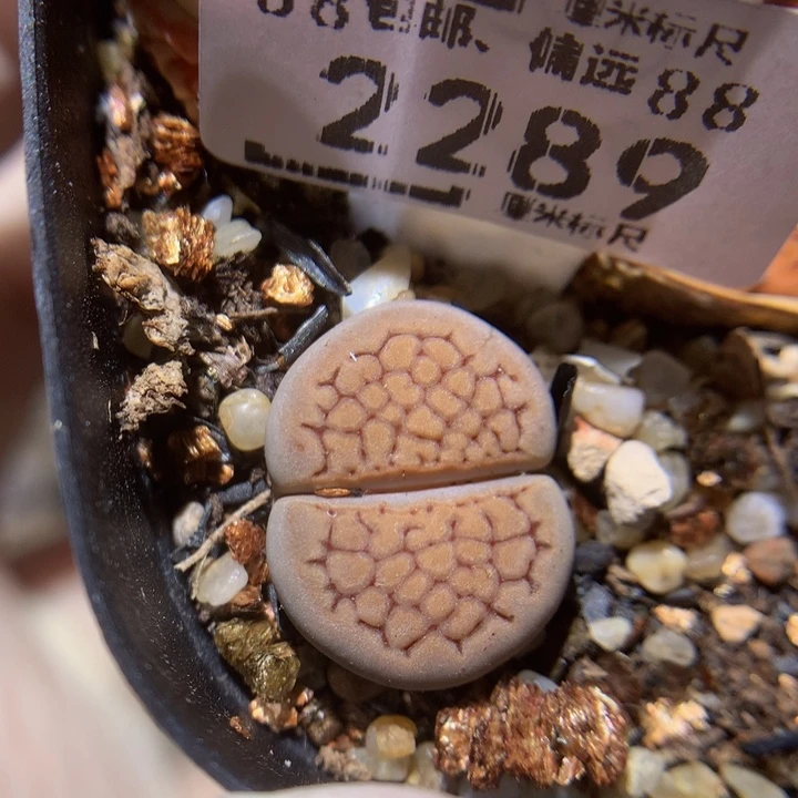 Zzz精品生石花2289