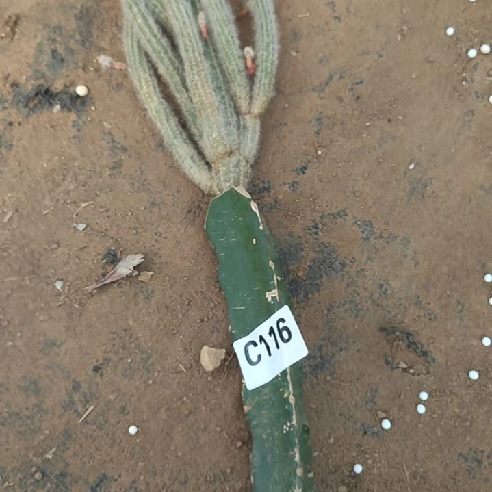 劲****哥柱毛柱福袋礼品116