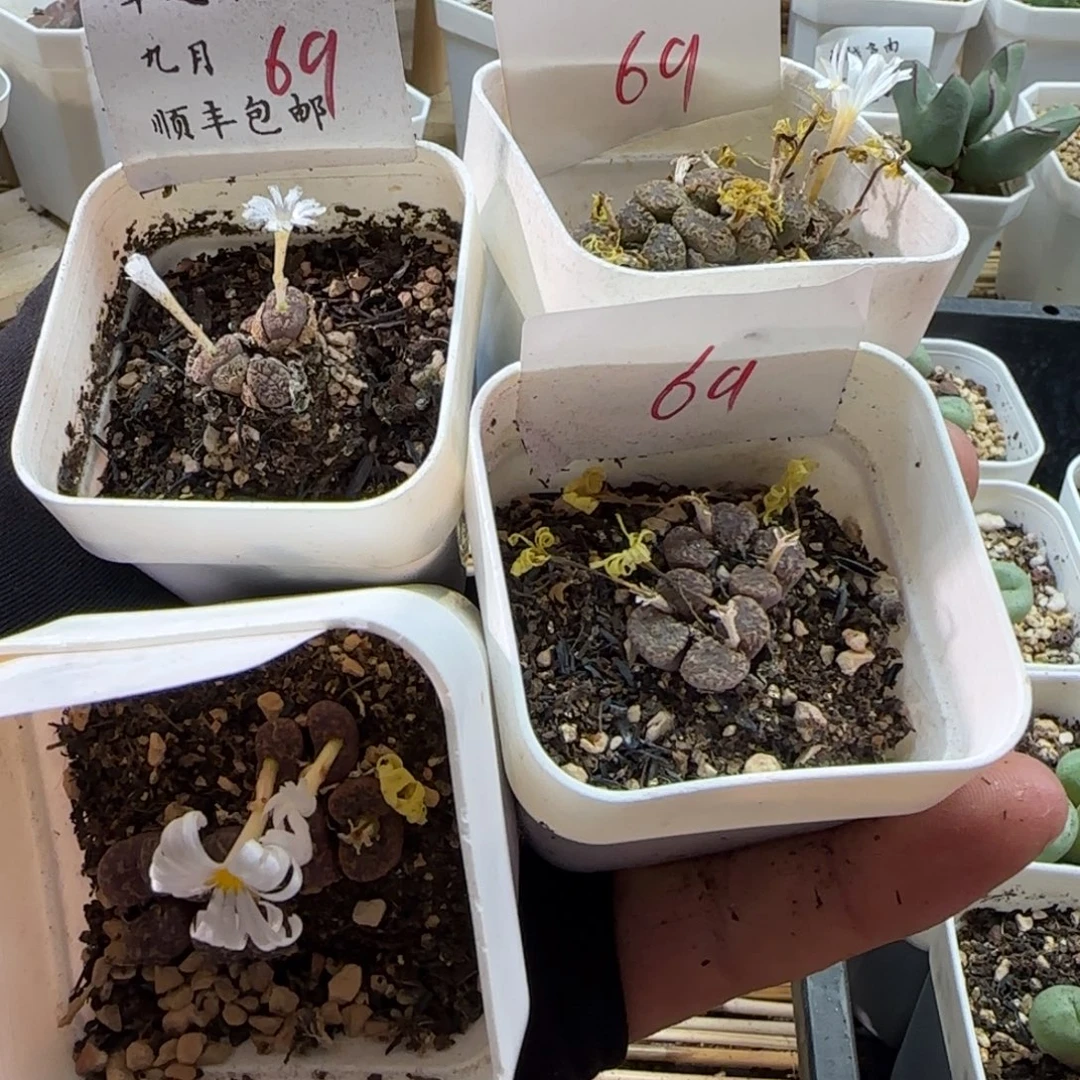 顺丰包邮一物一拍-69