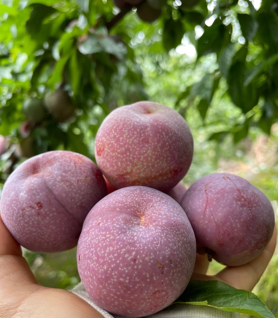 正宗钱排银妃三华李红心李新鲜酸脆爽口/孕妇水果