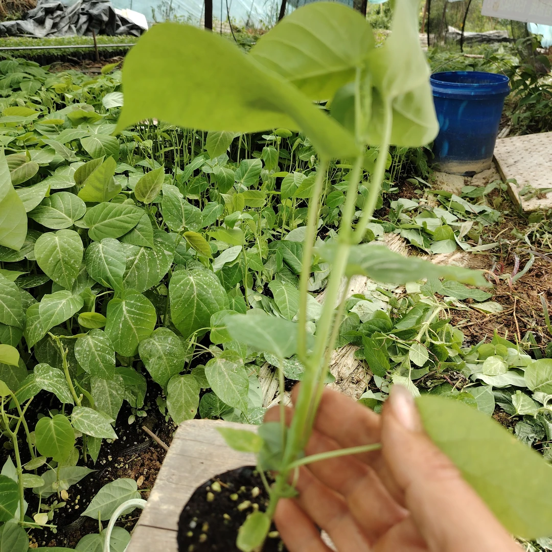 热情果苗不酸可庭院盆栽种植
