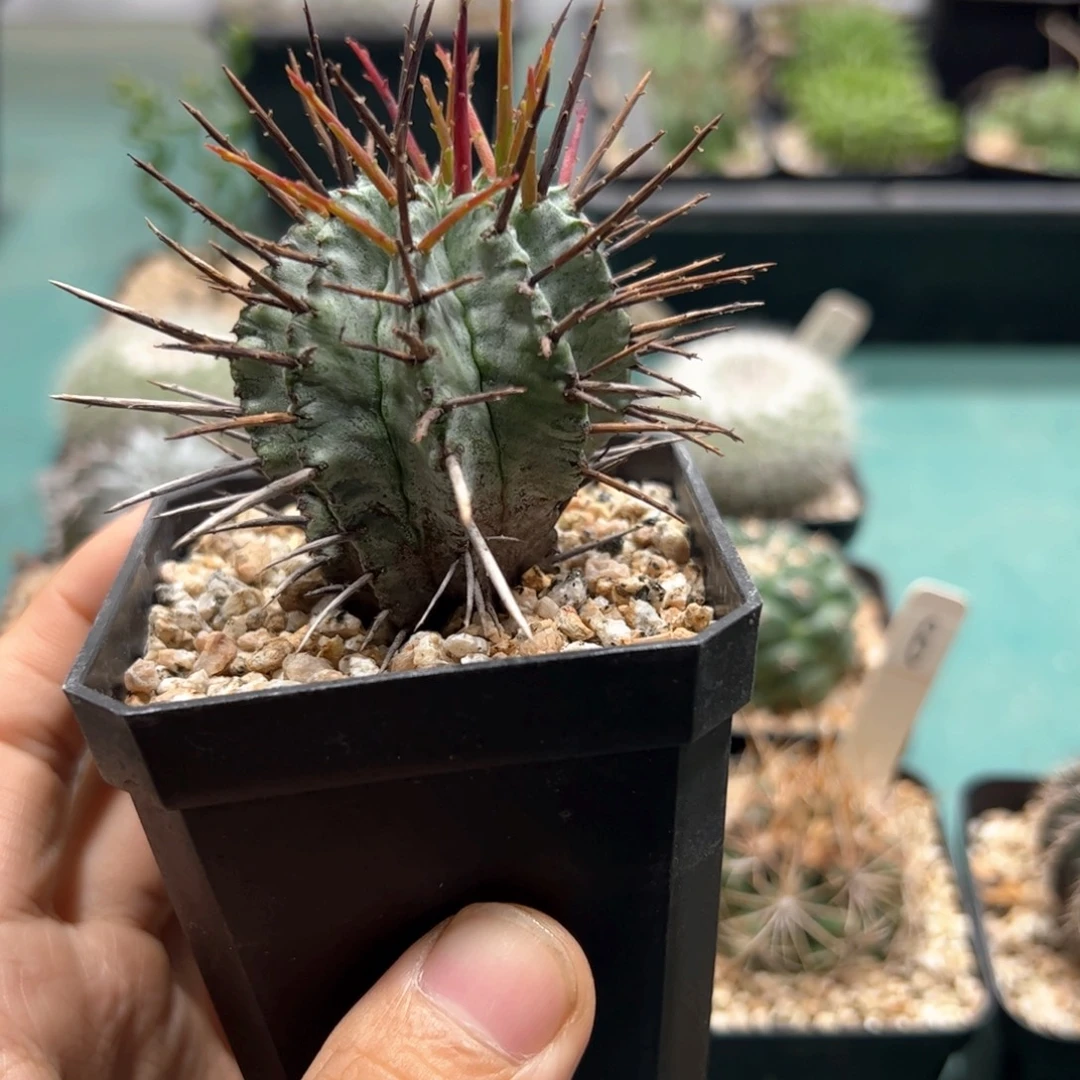 强刺魁伟玉 侧芽繁殖脱土发货了