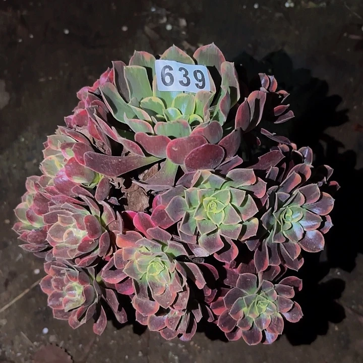 639金丝雀多肉植物不售后