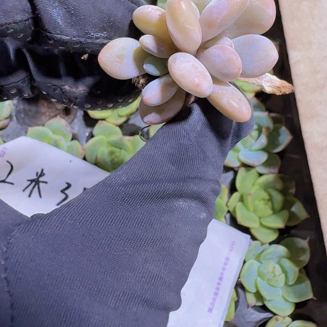 精品粉兔两米三颗