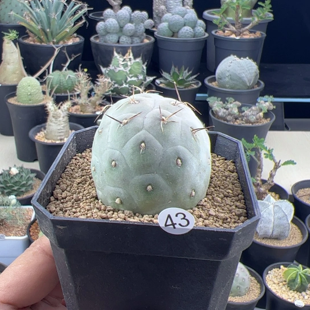 习志野4.2一物一拍