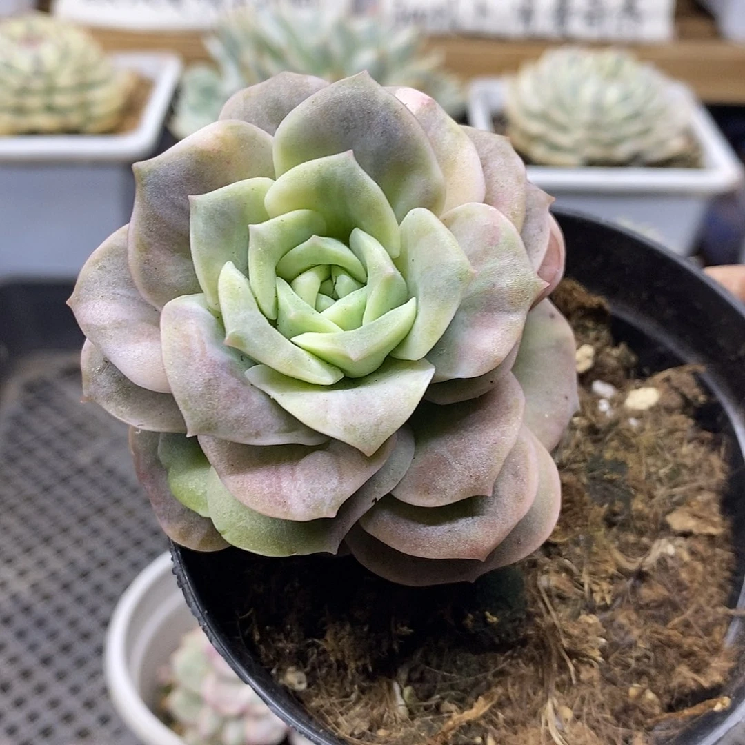 11191 优秀可爱玫瑰花脸锦