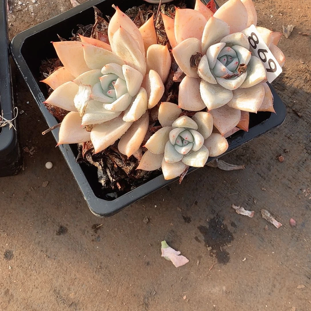 869 一物一拍多肉