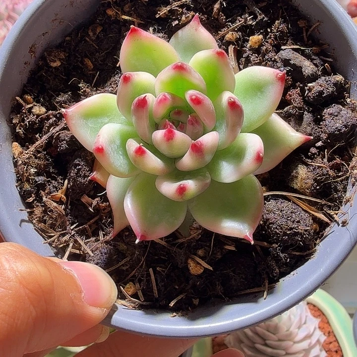 东云锦单头多肉植物