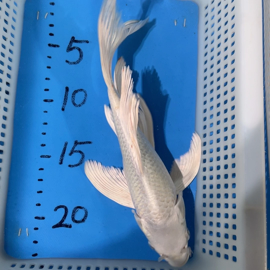 锦鲤锦鲤包邮包售后