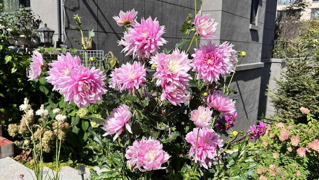 （伊瓦纳）进口大丽花种球多年生