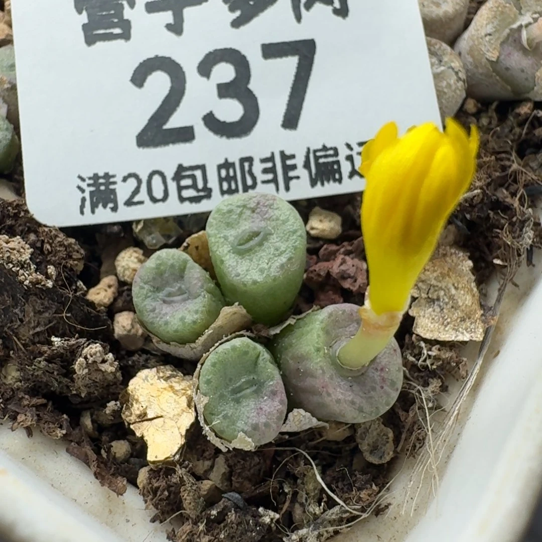 F纽扣脱土4头。