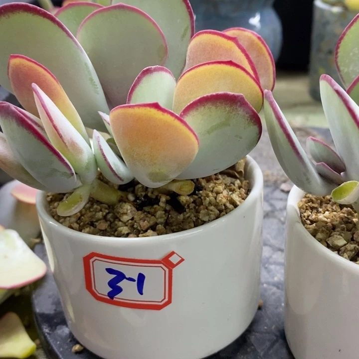 m***g一物一拍白眉多肉