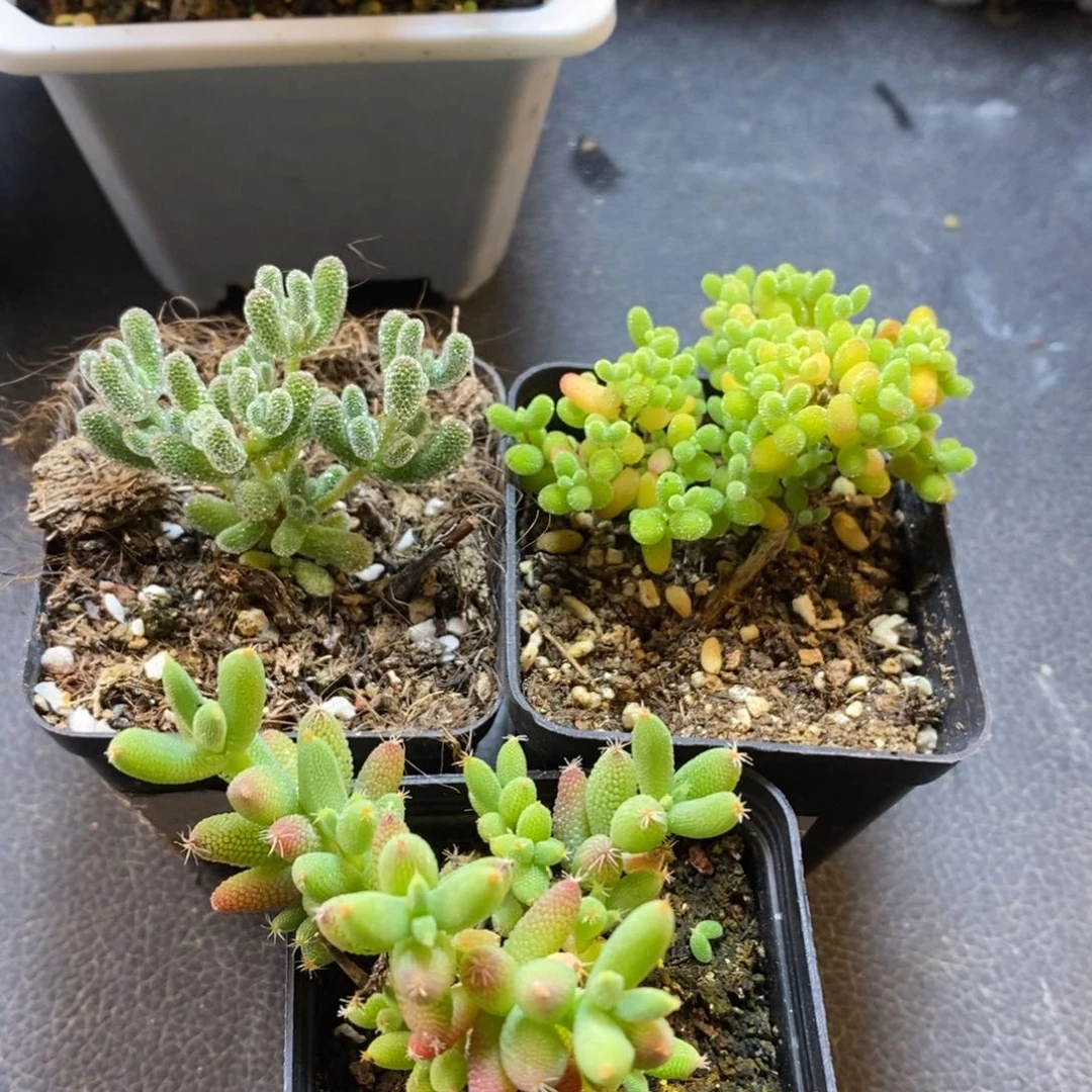 210号冰晶、蜜橘，实生玉米，共3颗枝干