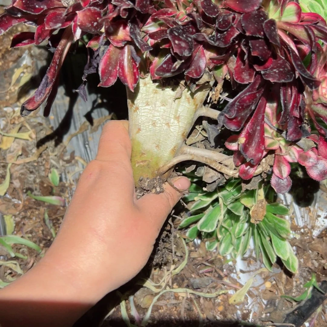 713 号多肉植物法师新年福利