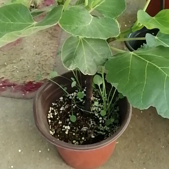 青皮11111111111111