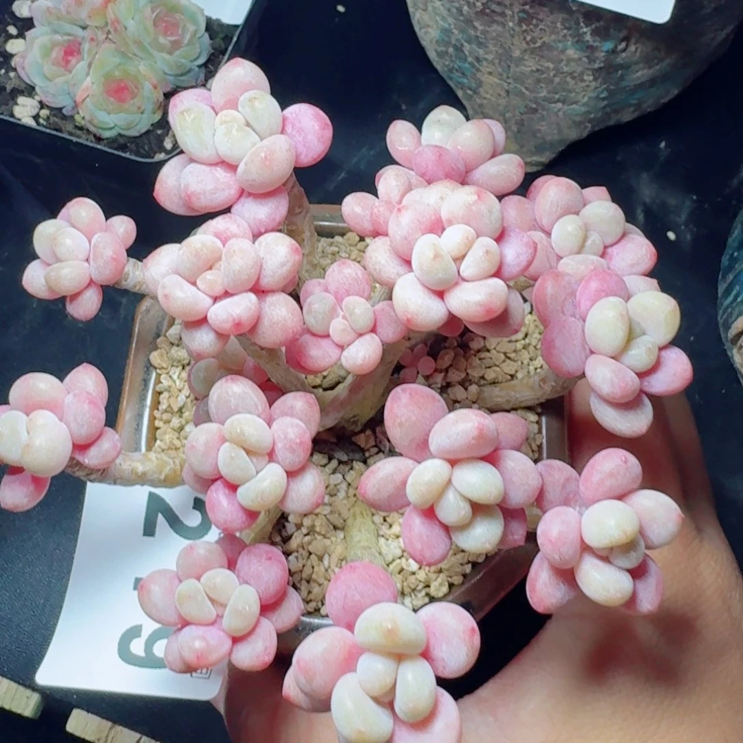 舒***心鱼子酱群生      愿你一路坦途，乘风破浪展宏图