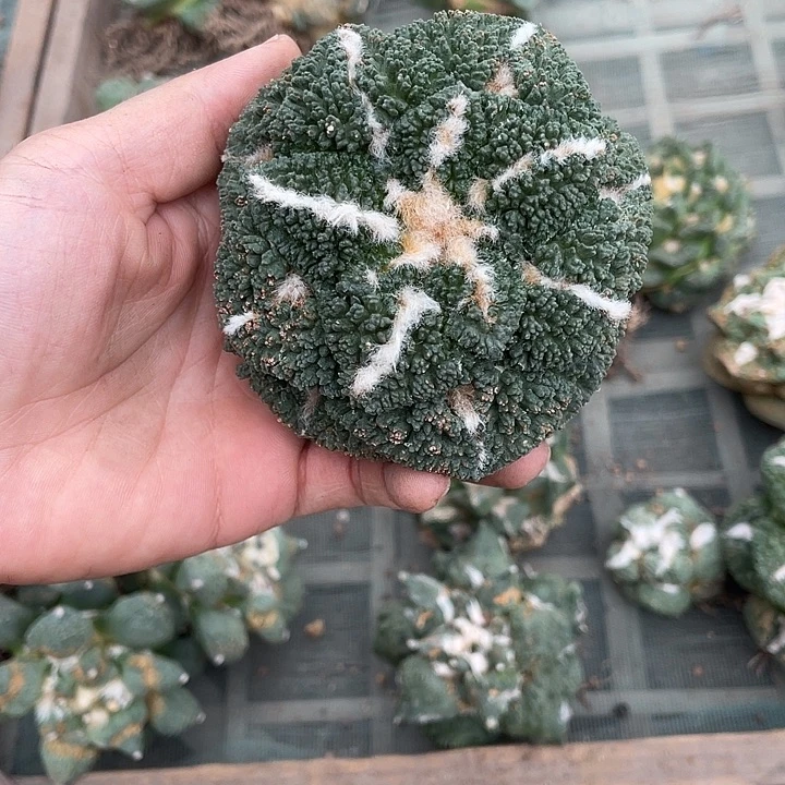 自根哥斯拉瑕疵特价款